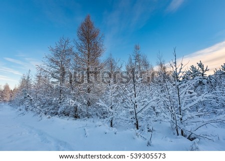 Fantastic morning winter landscape. Natural snow covered trees in countryside under blue sky.