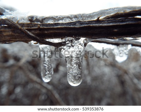 Ice drop on stem.