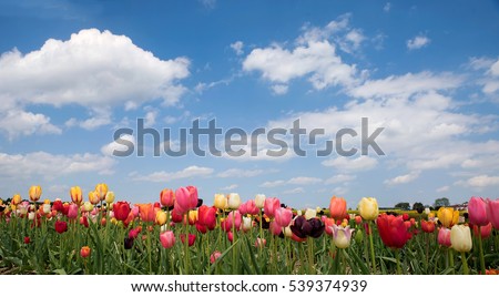 bright tulip field in vivid colors, blue sky with clouds
