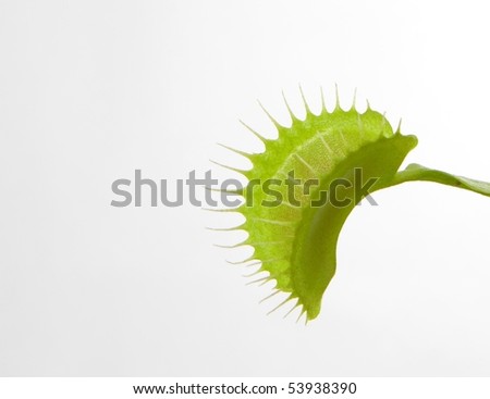 flytrap isolated