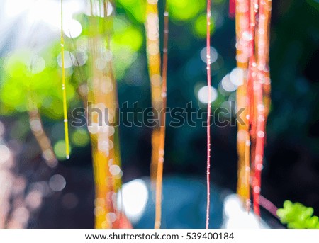  blur bokeh picture of rain drops on plant roots on the air  and natural green blurred background