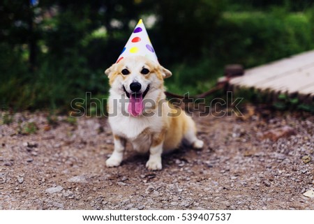 Smiling corgi dog in a fancy cap, partying