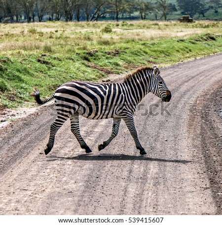 Zebra crossing the road in Lake Nakuru National Park - Kenya