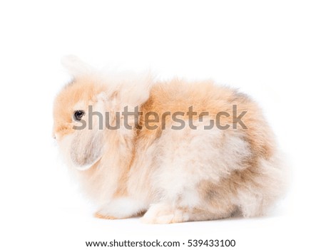 baby adorable brown rabbit on white background
