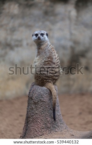 Meerkat Sitting on Tall Rock