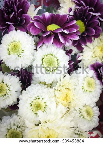 Beautiful purple and white chrysanthemum as background picture. Chrysanthemum wallpaper, chrysanthemums in autumn.