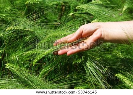 wheat in a hand against the background of green wheat ears