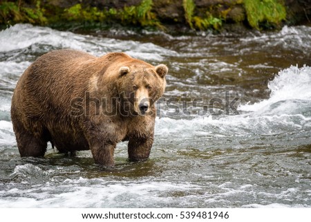 Alaska brown bear fishing in the Brooks River
 Royalty-Free Stock Photo #539481946