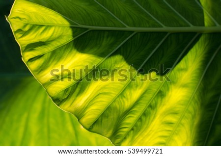 Big green taro plant  leaf background abstract of nature backlit Sun for design copy space for text or image Concept Sun shining through Natural green background