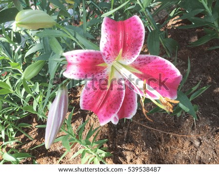 red tiger lily, 