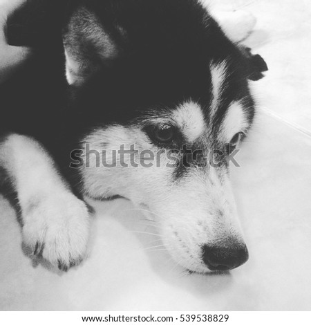 Siberian husky lying dog grayscale