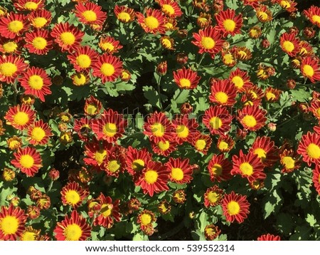 Beautiful chrysanthemum as background picture. Chrysanthemum wallpaper, chrysanthemums in autumn.
