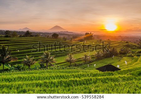 Rice terraces in mountains at sunrise, Bali Indonesia Royalty-Free Stock Photo #539558284