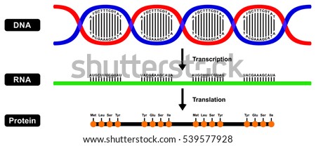 Vector Formation of mRNA RNA and Protein by DNA strand in two stages transcription and translation Royalty-Free Stock Photo #539577928