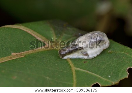 Slug Caterpillar