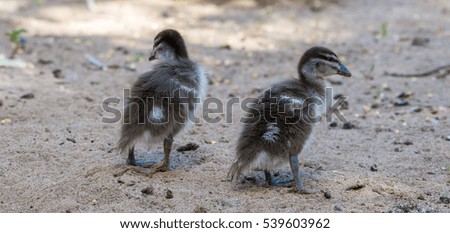 Wood Duck Chicks