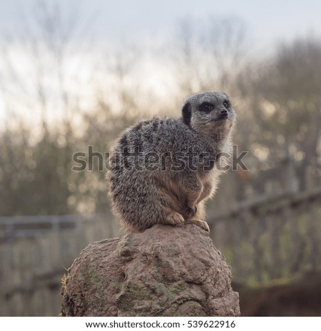 Meerkat sat on stone
