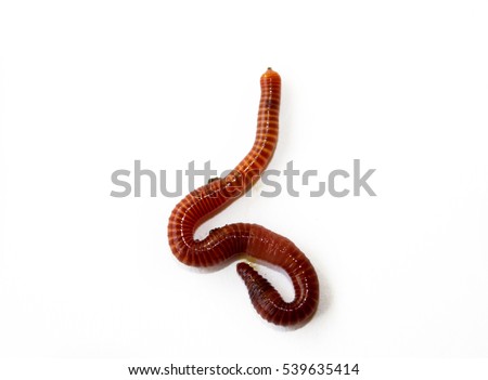 earth worm isolated 