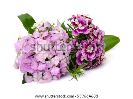 beautiful bouquet of Pansy flower isolated on white background