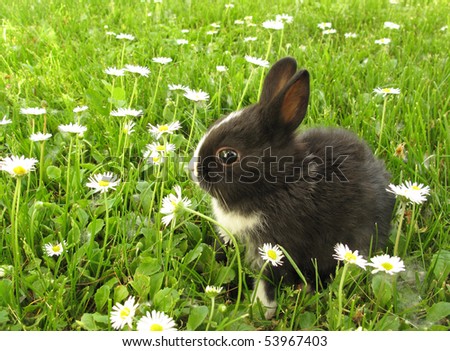 Bunny rabbit black and white