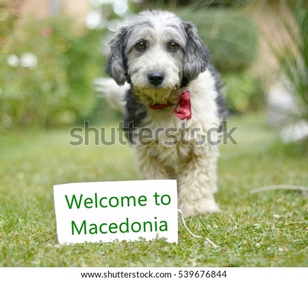   The cute black and white adopted stray dog on a green grass. focus on a head of dog. Text welcome to macedonia