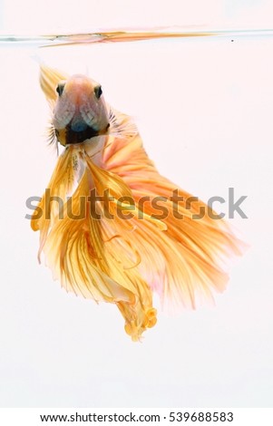 Betta fish or siamese fighting fish action show in aquarium tank, betta fish isolated on white background. Fighting fish of Thailand. Original photograph file.
