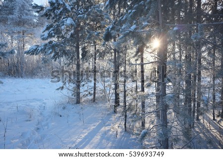 winter snow forest sunlight