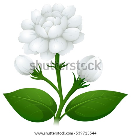 Jasmine flower on green stem illustration