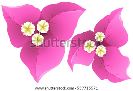 Bougainvillea in pink color illustration