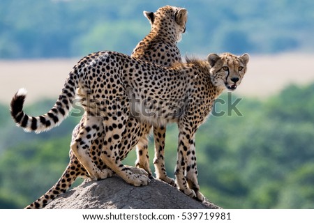 Cheetahs on a termite hill in the Masai Mara