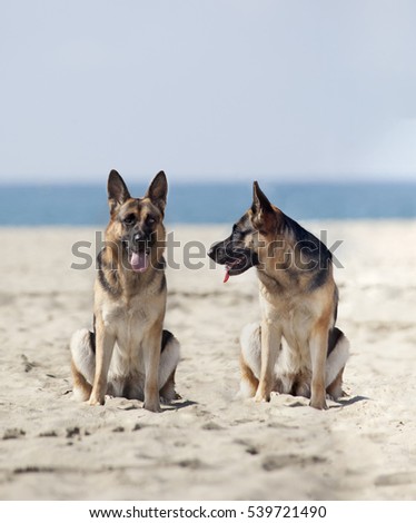 Picture of two German Shepherd standing in front of the sea.
