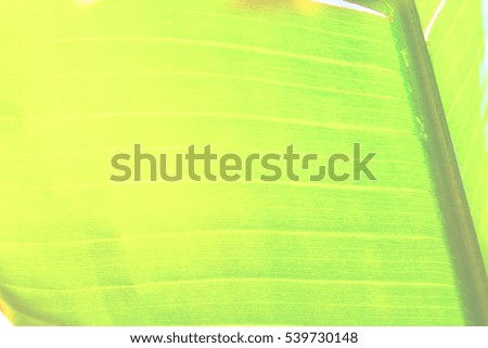 in south   africa  leaf close up  like abstract background