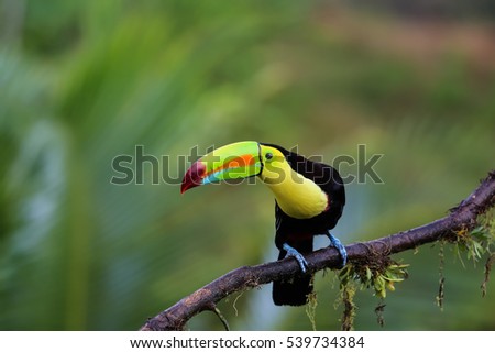 Keel billed toucan in Costa Rica