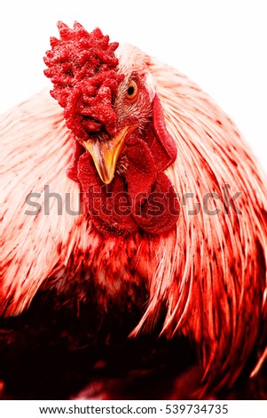 portrait of a rooster closeup. symbol of 2017 on east calendar. Red fire rooster.