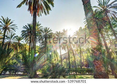 Palm trees in a tropical resort at beautiful sunny day. Image of tropical vacation and sunny happiness. Filtered vintage photo.