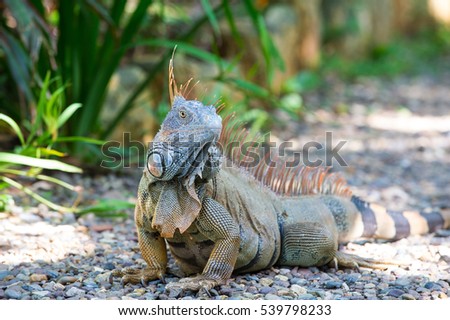 Wild green lizard or iguana bearded dragon reptile animal sunny summer outdoor sits near grass on natural background