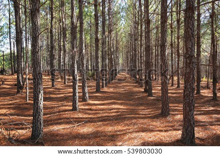 A grove of pine trees planted in a straight line so they grow straighter and taller as a result of direct competition for light.  Royalty-Free Stock Photo #539803030