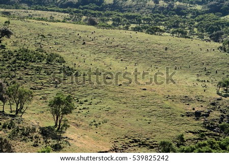 Gelada baboons in the Simien Mountains of Ethiopia