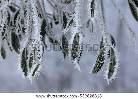 European mistletoe (Viscum album) with hoar frost