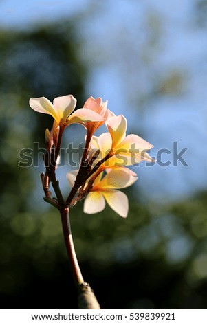 Photo macro beautiful frangipani bright sunny day
