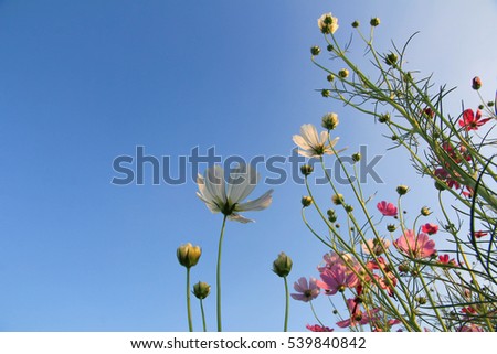 Red white pink flowers or Cosmo with green foreground on blue sky and white cloud in a sunny day in summer 