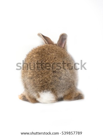 Back of brown short hair adorable baby rabbit on white background 