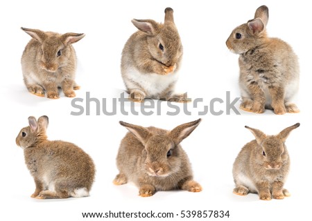 Brown short hair adorable baby rabbit on white background