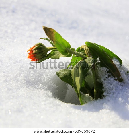 
     nature in winter and cold season, winter landscapes and facilities photos micro-stock
