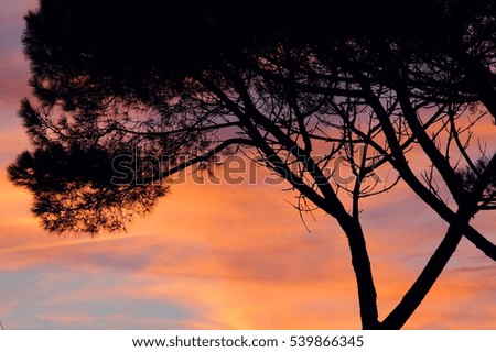 sunset and Shadow of Pine