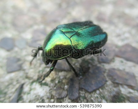 Green shiny metallic bug crawling over a patio stone on a summer afternoon in Germany