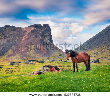 Developed from ponies - Icelandic horses. Colorful summer morning in the mountain pasture, Stokksnes headland, Iceland, Europe. Artistic style post processed photo.