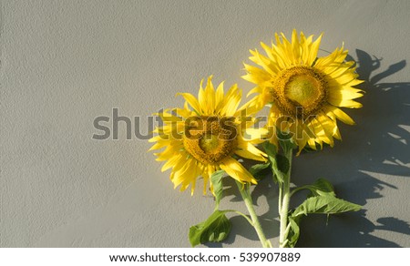 Two Sunflower on gray wall