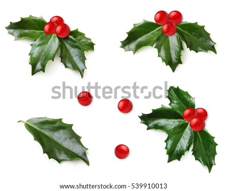 Holly berry leaves isolated Royalty-Free Stock Photo #539910013