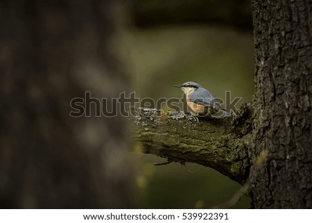 Nuthatch is spread over a vast territory of Eurasia and North Africa.